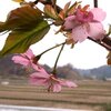 Wed. 河津桜