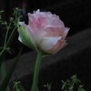 一昨年植えたチューリップも咲きました。