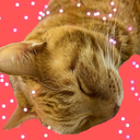 続・猫に腕まくら