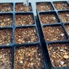 レタスは発芽温度に達してなかったのです?