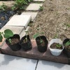 枝豆を植える
