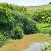 大岳牧場の池（仮称）（沖縄県小浜島）