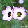 ギリアトリコロル Gilia tricolor