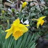 庭の黄色い水仙
