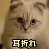 シニア猫のつらい悩み