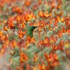 ミドリオナガタイヨウチョウ(Malachite Sunbird)