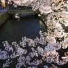 高瀬川にかかる宵の桜♪（写真少し追加）　-京都桜散歩2016-