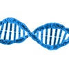 人間の寿命を決めるのは染色体の末端にある「テロメア」DNA