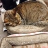 ねっとさーふぃん？（変化してきてる・・・）