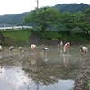 不耕起栽培へのトライアル