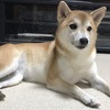 犬だって語る -1-