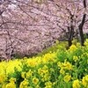  『桜と富士山』