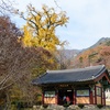 【韓国の紅葉】今年も秋の山寺「龍門寺」で銀杏の巨木を見て山菜料理を味わう