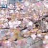 JR根岸線　大岡川の桜　２０１６　その１