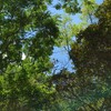 水元公園カラスさんぽ