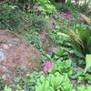 今どきに咲く庭の野草を楽しむ