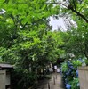 明月院のあじさい見てきた！2025