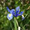 東山ふれあい樹林の花菖蒲