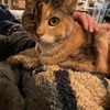 その姿はしじみのようにも思えて。