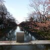 ２０１０年　福島江の桜