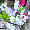 花桃満開そして