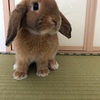 我が家のうさぎに翻弄される