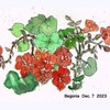 Begonia