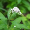 好きな花との出会い　今年は出遅れ