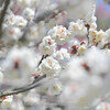 【Z 7 & NIKKOR Z 70-200mm f/2.8 VR S & Z 35mm f/1.8 S・仙台】4月初め、やっと梅が咲いた。April  2022