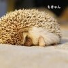 ハリネズミの表情はとっても豊か