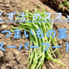 【くず活のススメ】さつまいもの茎はスーパーフード！