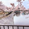 満開の桜に包まれた新池で気持ちよくお散歩🌸