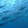 学校下、大久保浜