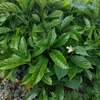 アオキとドクダミの花