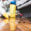 What Does A Pest Control Company Do To Get Rid Of Rodents In Your House?