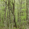 見てよし登ってよしの山【磐梯山】