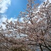 久しぶりの花見