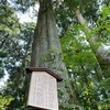 神秘的とは？函館神社の3000年木から学ぶ。