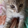 ネコちゃんにも天界のヒーリングを