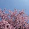 青森県 紅葉 名所 不習岳 ならわずたけ もみじ園 紅葉 ２０２２年 見ごろに？