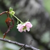 狂い咲きの「尾山神社菊桜」