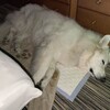 てんかん発作の不安と日常の喜び
