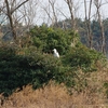 野鳥の楽園