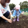 大きな大きなお芋がいっぱい！！