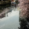 京急　大岡川の桜史