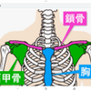 胸骨揺らしたら肩の痛み取れた