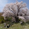 荘厳にして華麗、『越代の桜』（古殿町）