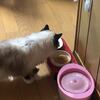 今週のカブちゃん９