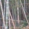 チェーンソーで竹の伐採はおすすめしない