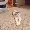 猫さんとのご縁。